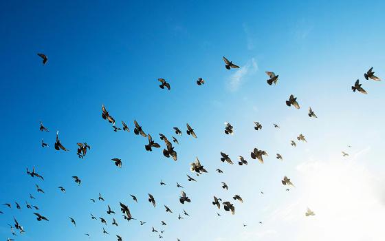 Flock of birds in a bright blue sky (Unsplash/Rowan Heuvel)